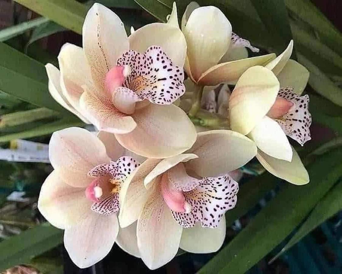 Magic Flower Rooms Cahuita Bagian luar foto