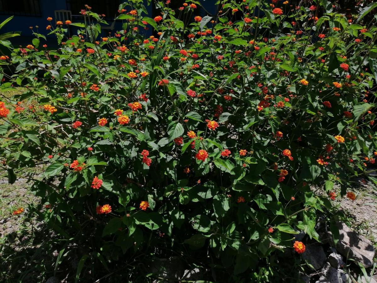 Magic Flower Rooms Cahuita Bagian luar foto
